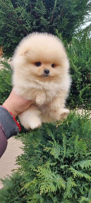 Померан поверанче