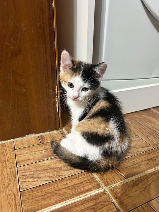 Отдам котят в хорошие руки