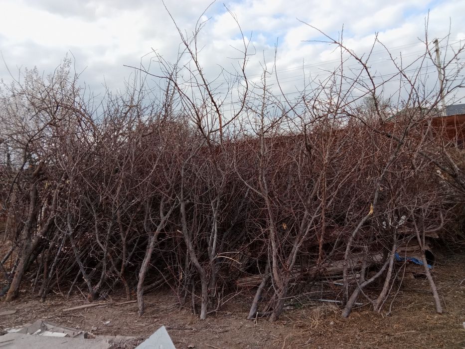 Отынға теректер бар сосын малға шөптер бар