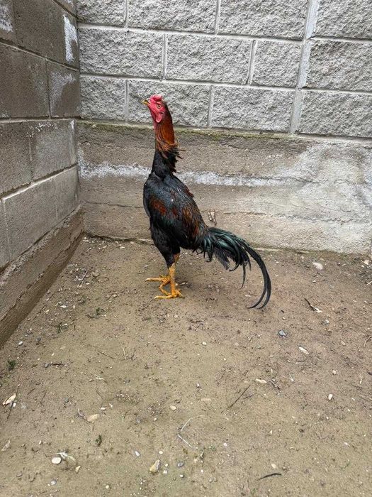 Бойцовый дакан петух