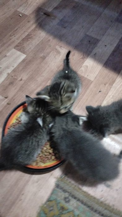 Отдам котят в хорошие руки