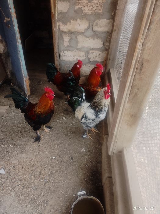 Домашняя живность