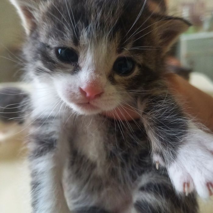 Вислоухие котята один месяц