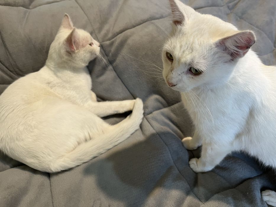 Motănei albi spre adopție