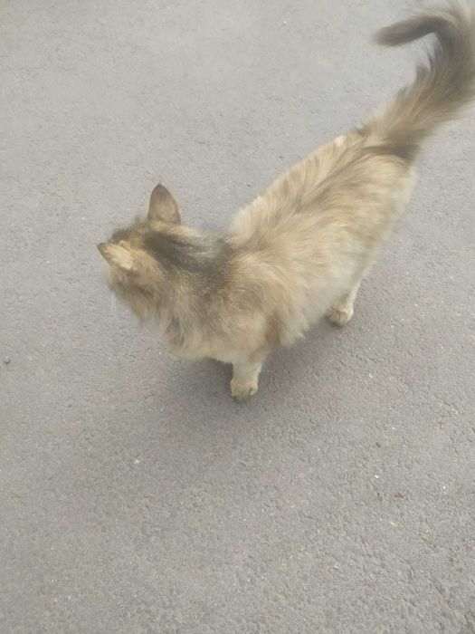 Кошечка Маркиза Великая