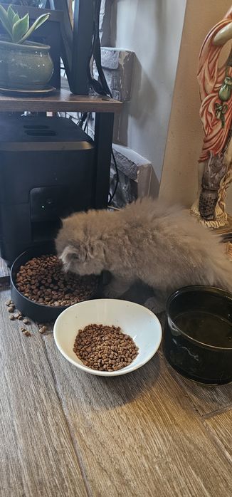 Британско дългокосместо коте