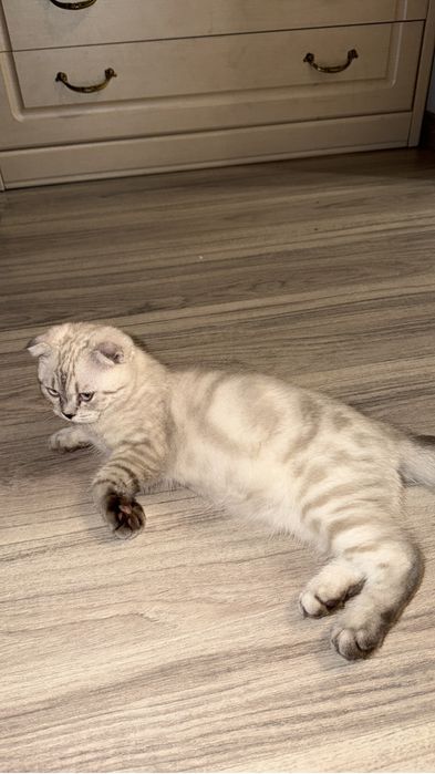 Кошка Шотладский висолухий