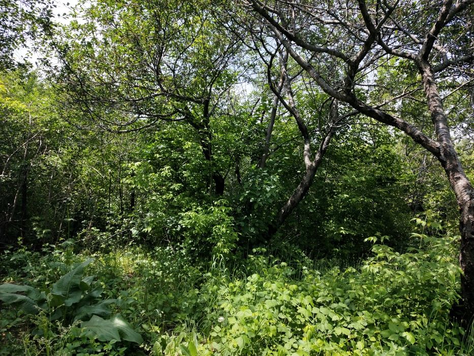 Продам дачу (6 соток)! Долан