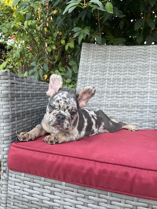 Bulldog francez merle