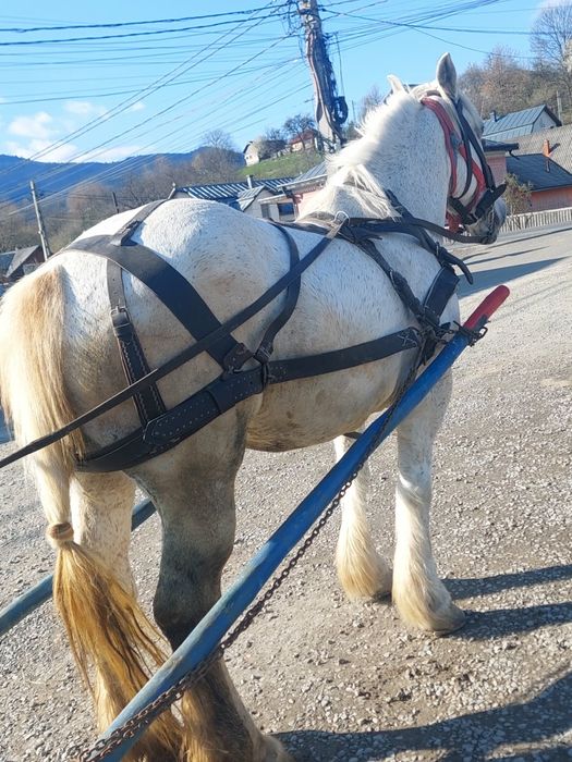 De vânzare iapa de 8 ani