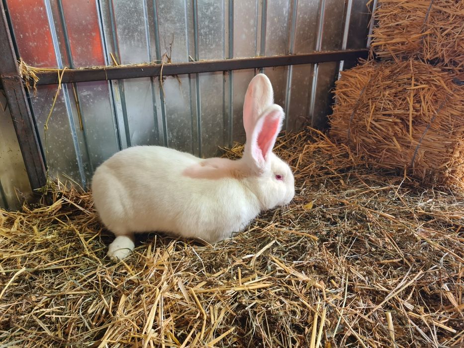 Mascul Urias German Alb