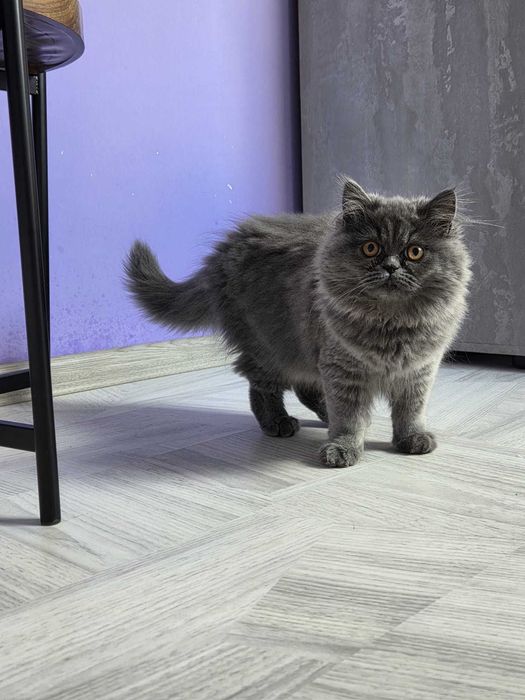 Женско персийско коте
