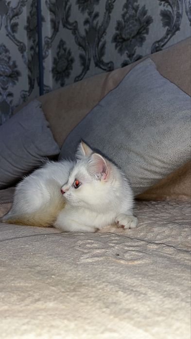 Голубоглазый котёнок Scottish Straight — мальчик