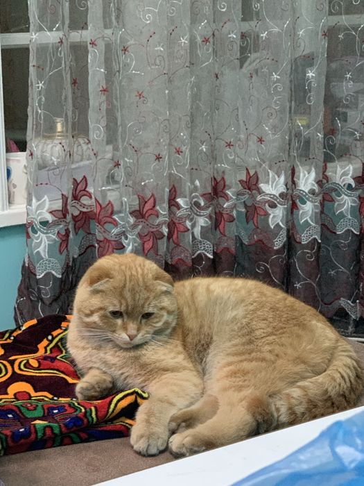 Shatlanskiy mushuk sotiladi