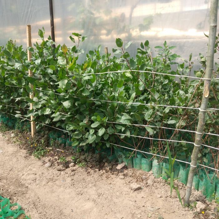 Ерон писта кирим йонгок хитой йонгок ЮБо 80 номи кучатлари бор