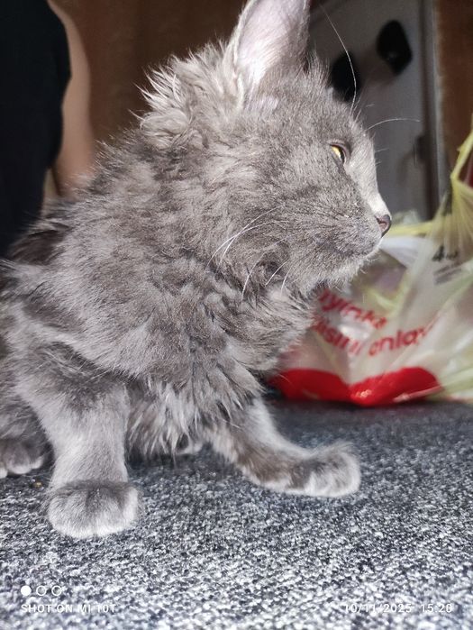 Qoldiq jismlar: sperma tahlili