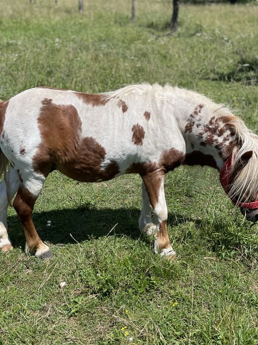 Vand armasar de ponei
