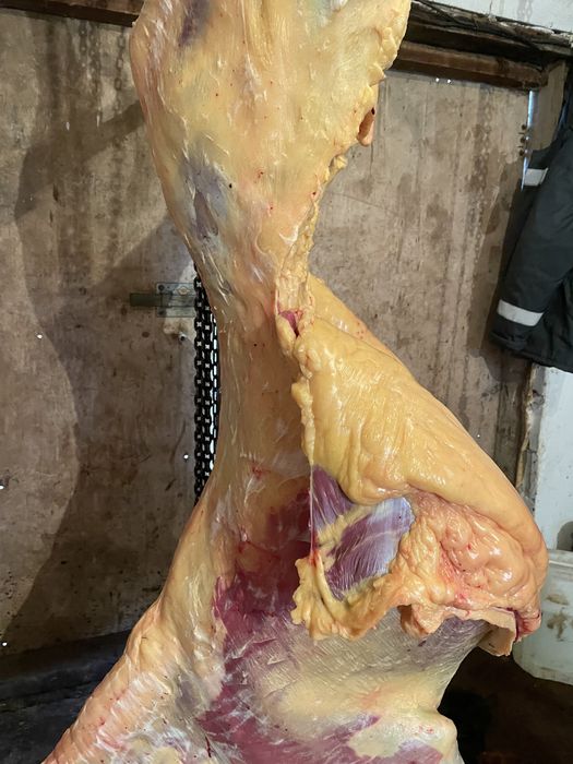 Семіз Байталдар сатылады