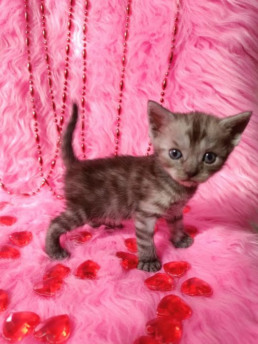 Продам котёнка девочку шотландка +бенгал