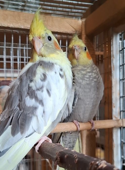 Кореллы, пара 600.000