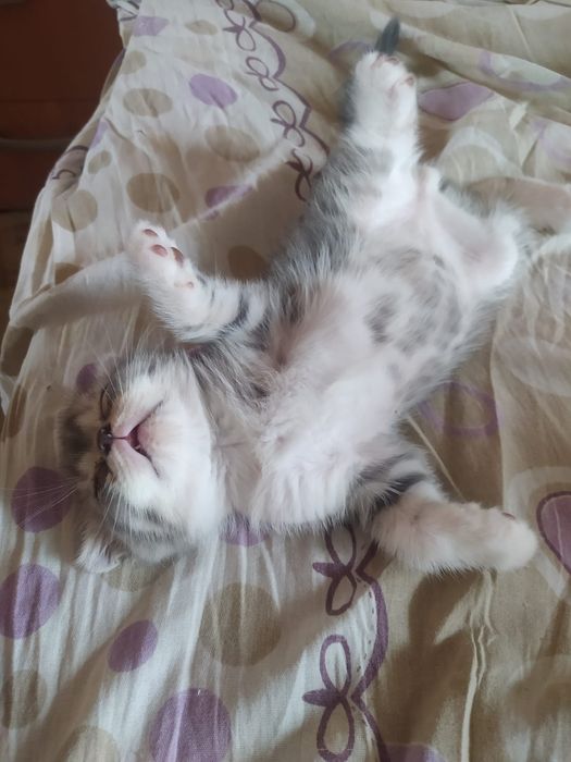 Котята шотландцы