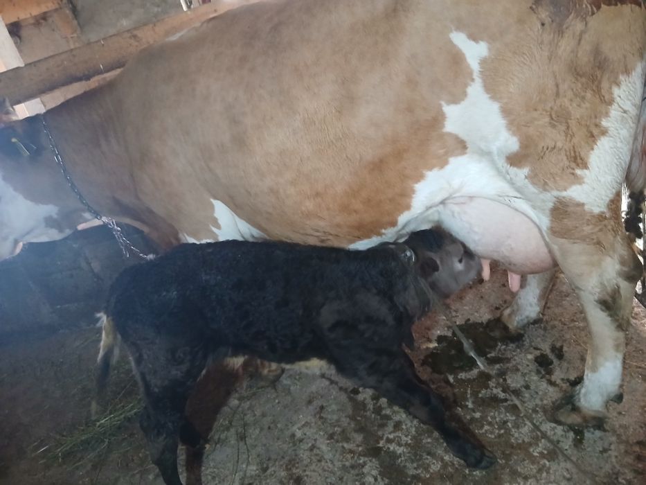Vaca baltata romaneasca cu vițel de 7 ani