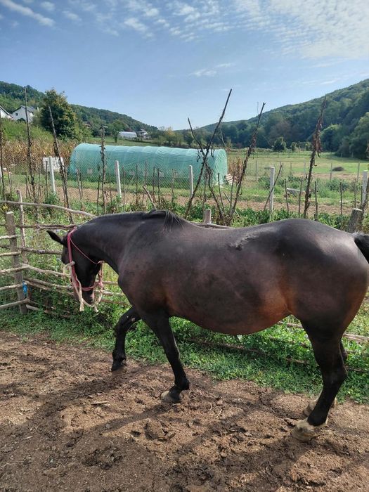 Iapa de vanzare vârstă 10 ani