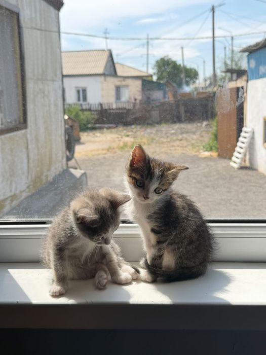 Отдам котят в добрые руки