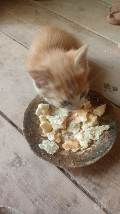 kichik mushuk bolasi