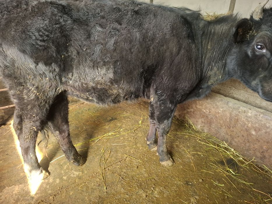 Продам молодую телку