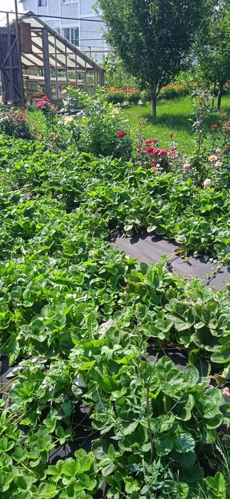 Саженцы Клубники