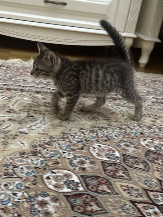 Кошка с котятами в добрые руки