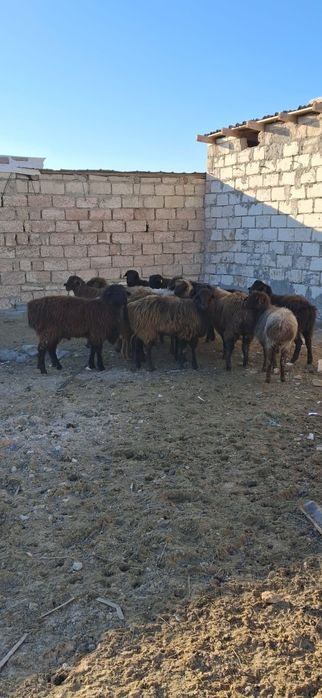 Осы койлар сатылады