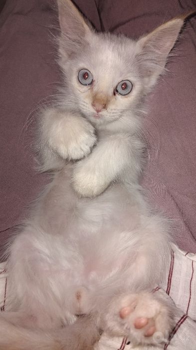 Отдам даром котёнок