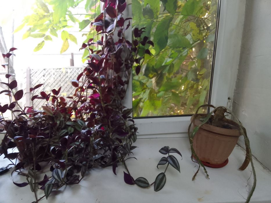 Продаю большие цветы