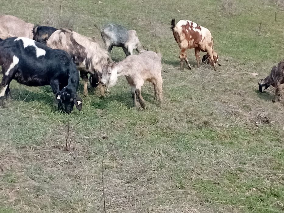 Vand capre angro nubiene