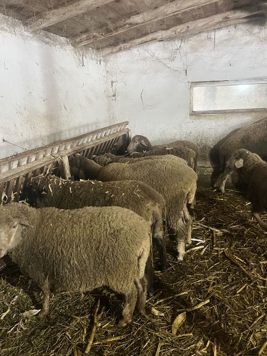 De vanzare 50 de oi bune de prasila!