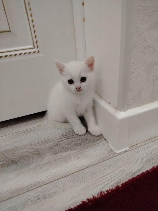 Котята шатланскте