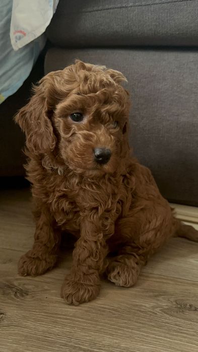 Щенки той пуделя