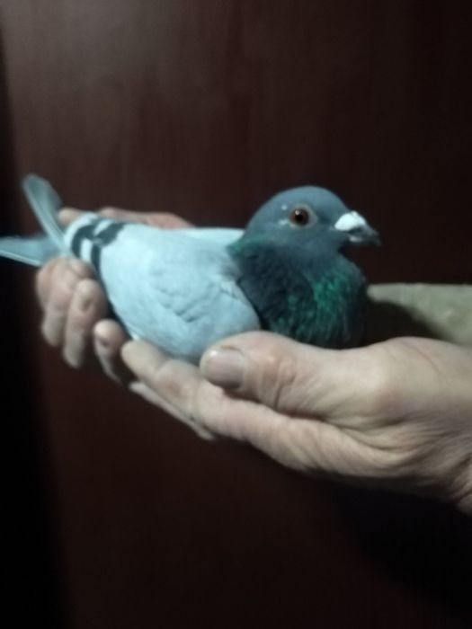 Пощенски гълъби немски и румънски