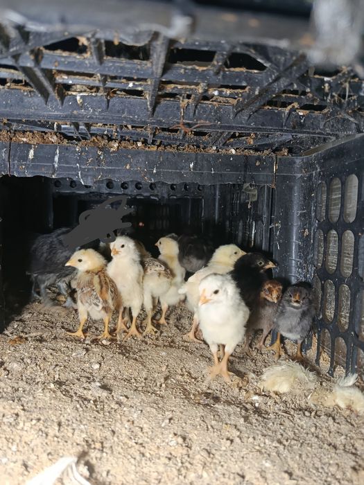 Жужалар сотувда.  .