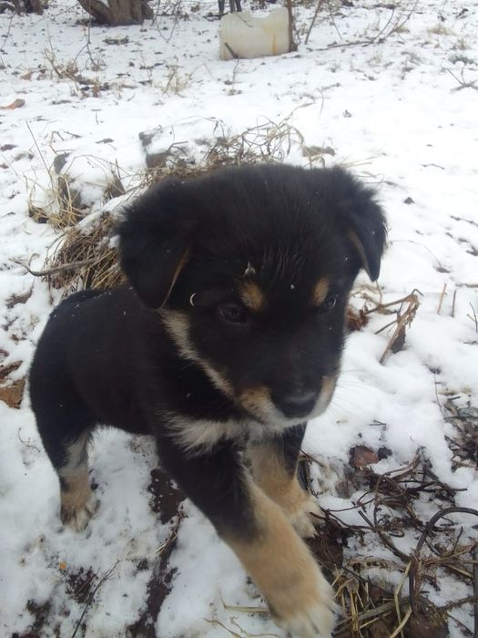 щенки,щенята, дети собак