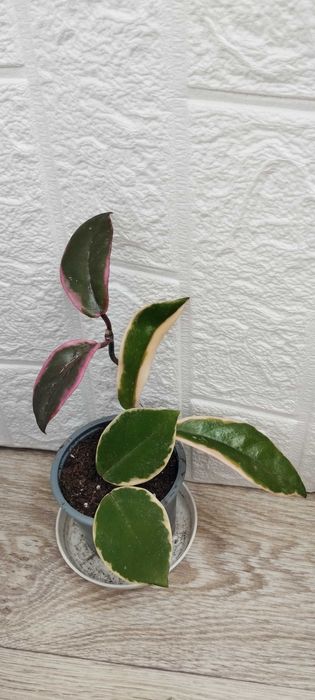 Цветя за продажба!