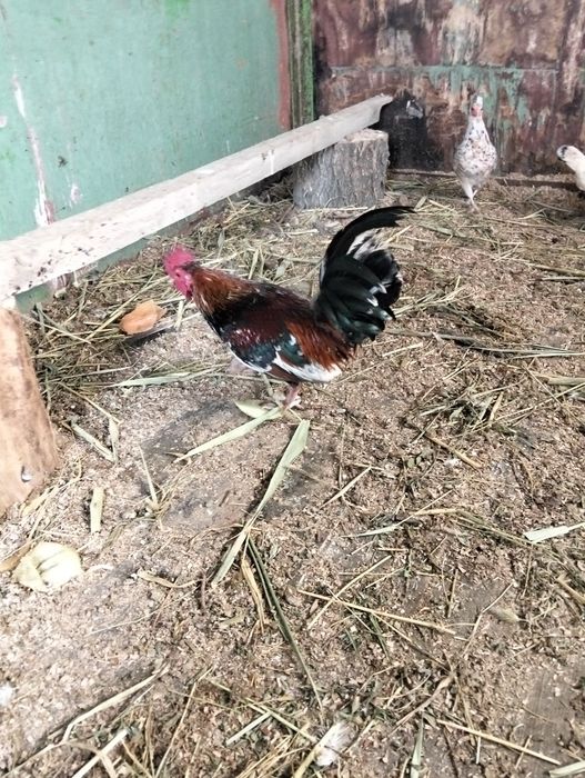 Карлики бентамка ситцевые