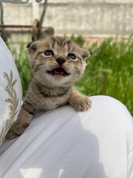 Животные котята с