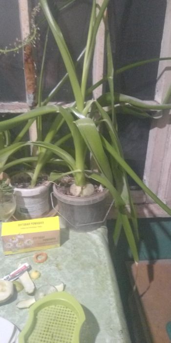 Индийский Лук лечебный