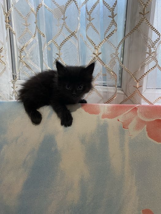 Отдам котят в хорошие руки