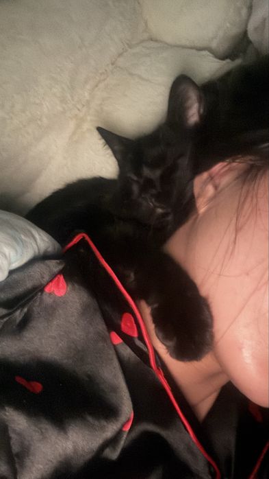 Котик(мальчик)отдам в хорошие руки