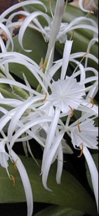 Экзотические  калекционные  растения