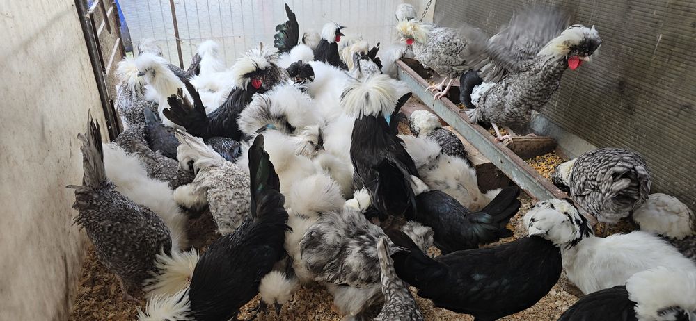 Motata olandeza și matase japoneză